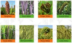 International Year of Millet 2022 23