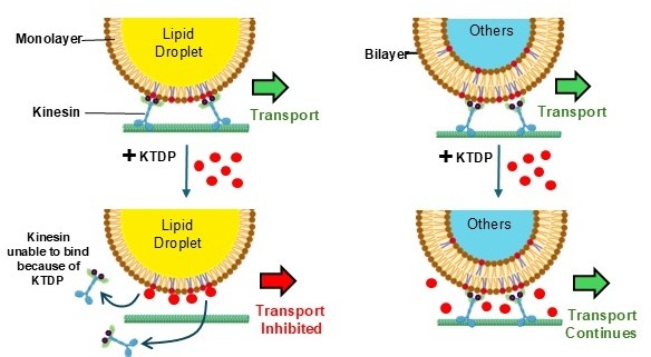 Top: Without KTDP treatment (Left): Kinesin attaching to monolayered lipid droplet. (Right): Kinesin attaching to other organelles which have bilayer . Bottom: After KTDP treatment (Left): Transport of lipid droplets is affected because KTDP displaces kinesin. (Right) Transport continues for organelles having bilayer because KTDP does not affect them. Credits: Adapted from the study published in PNAS https://doi.org/10.1073/pnas.2528332123