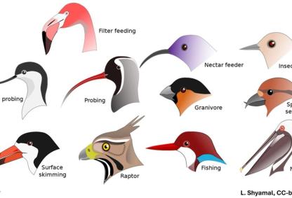 Caption: Bird beaks have evolved differently based on what they feed. Credit: L. Shyamal