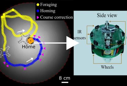 Path taken by the homing robot and a magnified view of the robot.  Credit: Dr. Nitin Kumar